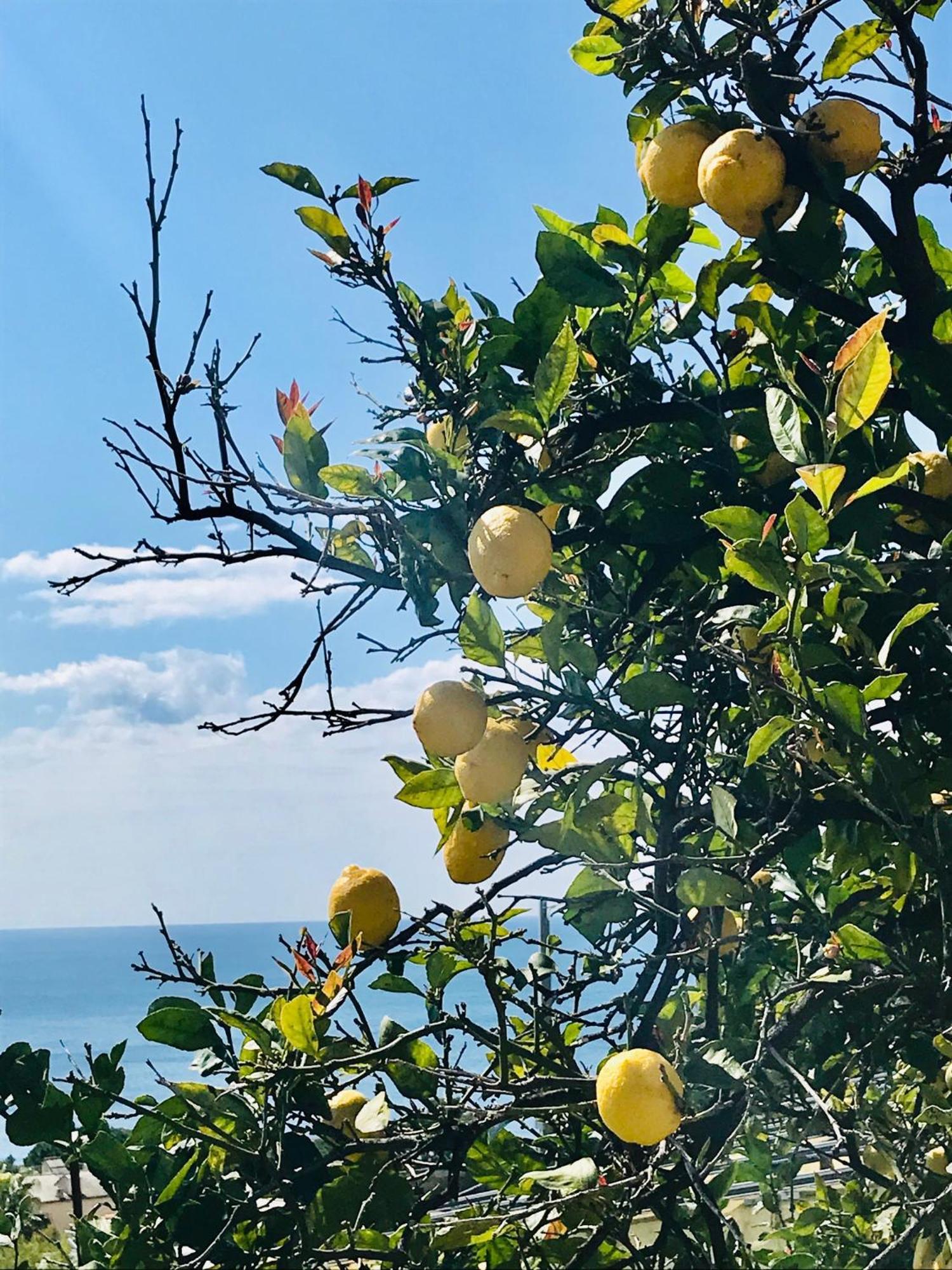 Cav Gli Ulivi di Bogliasco Villa Esterno foto